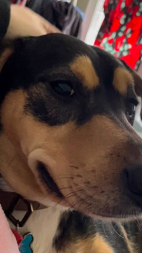 Milo is registered to the contest to win money with this photo: canidae, carnivore, collar, companion_dog, dog, dog_breed, dog_collar, fawn, fur, guard_dog, hunting_dog, jaw, mammal, scent_hound, snout, sporting_group, vertebrate, whiskers, working_animal, working_dog