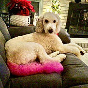 Maizy is registered to the contest to win money with this photo: animal, couch, cozy, decor, dog, fireplace, fur, furniture, holiday_lights, home, indoor, living_room, pet, pink_tail, poinsettia, poodle, relaxing, resting, snowman_decoration, white_dog