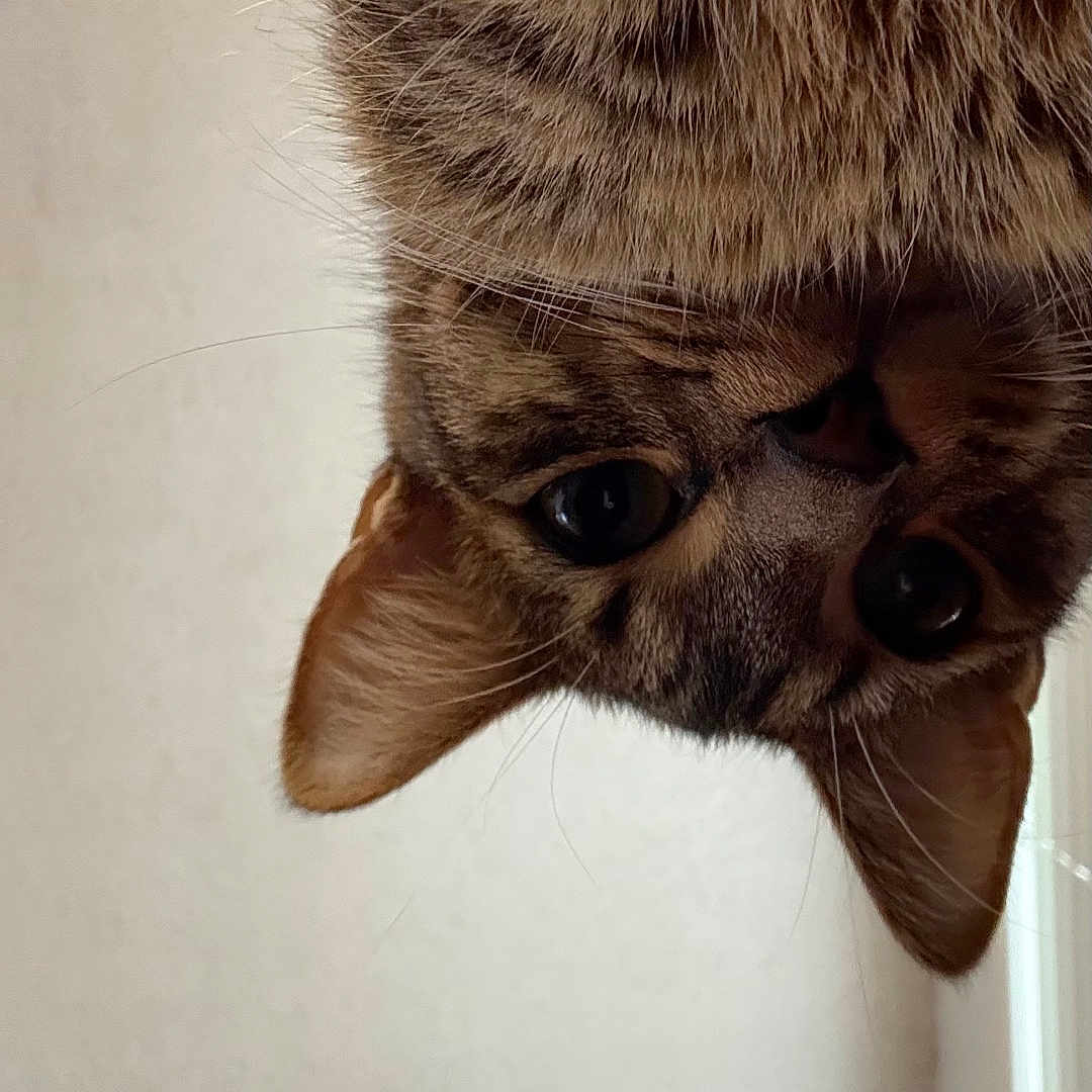 Tigger is registered to the contest to win money with this photo: cat, tabby, upside_down, curious, ears, whiskers, close_up, pet, feline, indoor, animal, face, brown, striped, cute, looking, portrait, fur, eyes, playful