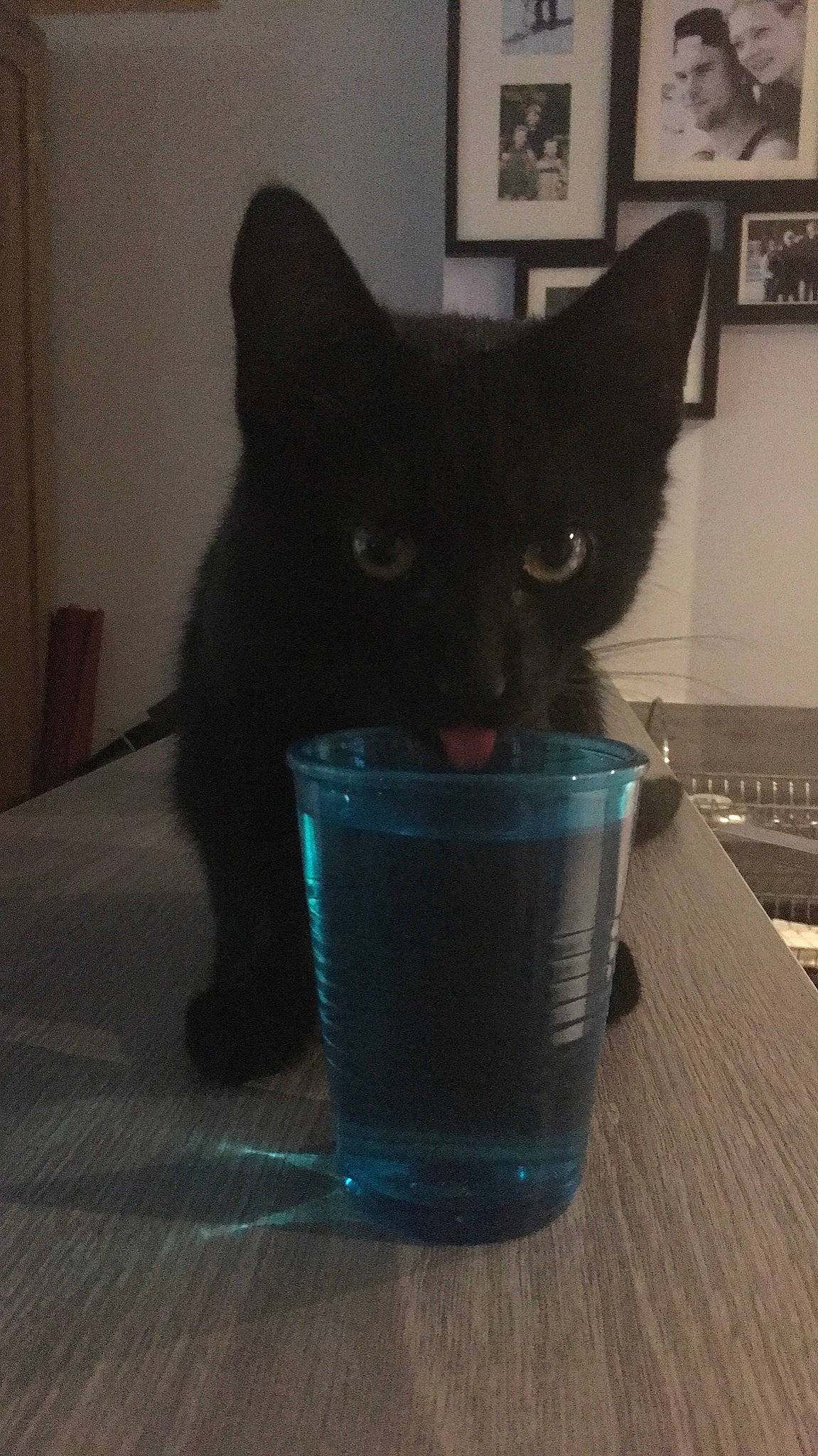 Niska a rejoint le concours — aidez-le/la à gagner de superbes lots ! black_cat, bombay, carnivoran, cat, cat_like_mammal, domestic_short_haired_cat, fur, joy, kitten, person, small_to_medium_sized_cats, snout, tail, whiskers