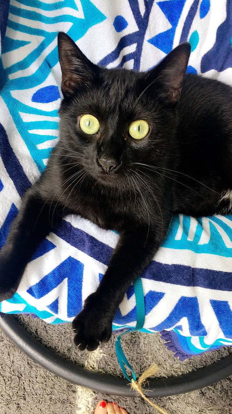 Niska a rejoint le concours — aidez-le/la à gagner de superbes lots ! black_cat, bombay, cat, cat_like_mammal, domestic_short_haired_cat, fur, kitten, photo_caption, small_to_medium_sized_cats, snout, whiskers