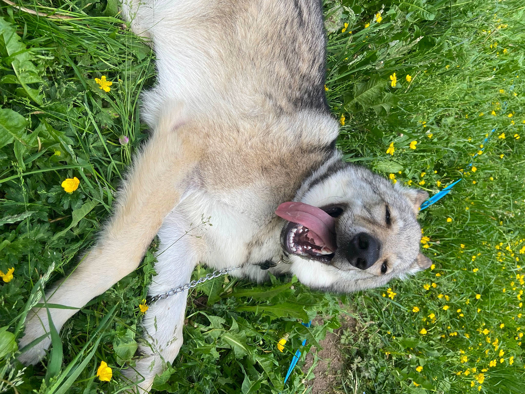 Stark a rejoint le concours — aidez-le/la à gagner de superbes lots ! carnivore, companion_dog, dog, dog_breed, fawn, flower, foot, grass, grassland, groundcover, herbaceous_plant, human_leg, mammal, meadow, people_in_nature, plant, snout, sporting_group, terrestrial_animal, vertebrate