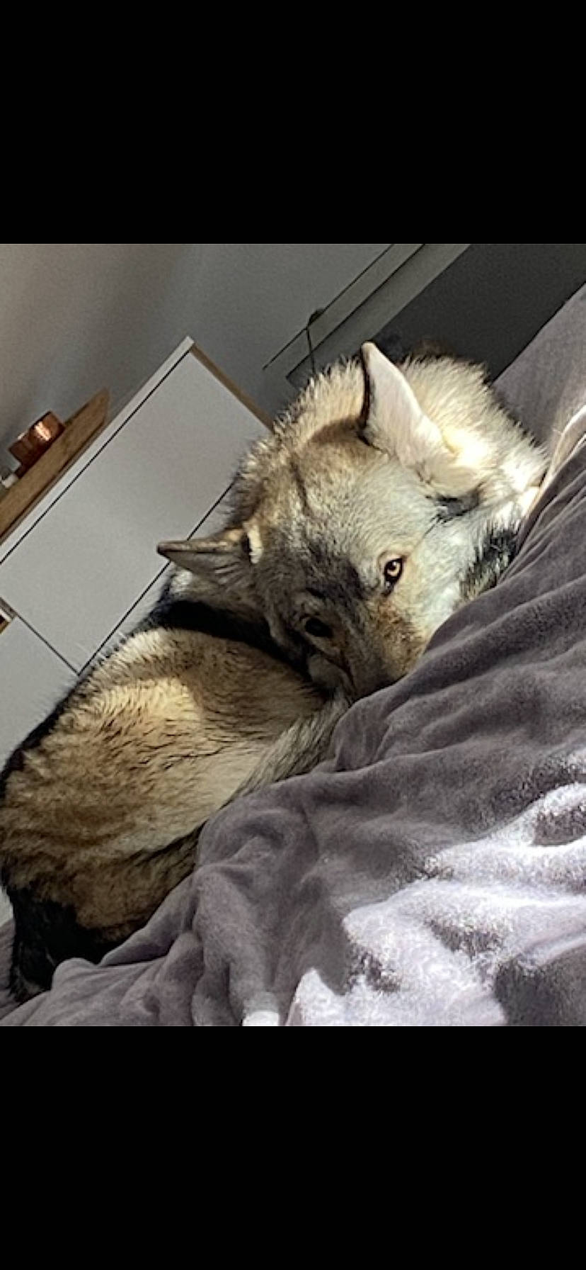 Stark participe au concours pour gagner de l'argent avec cette photo : big_cats, canidae, carnivore, cat, claw, comfort, companion_dog, dog_breed, felidae, fur, linens, nap, paw, small_to_medium_sized_cats, snout, sporting_group, tail, terrestrial_animal, whiskers, wood