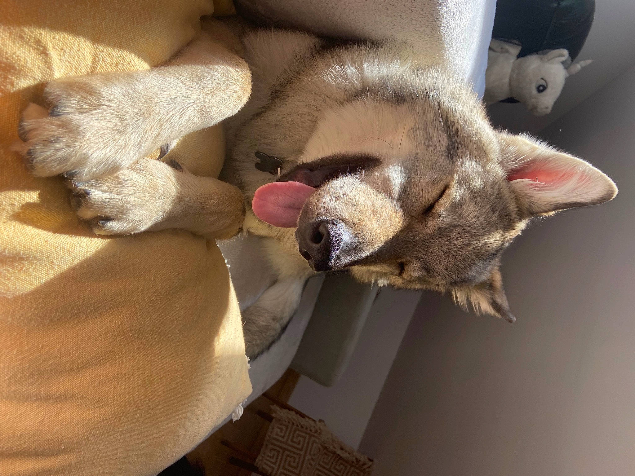 Stark participe au concours pour gagner de l'argent avec cette photo : carnivore, cat, claw, comfort, companion_dog, couch, dog_breed, domestic_short_haired_cat, fawn, felidae, fur, grey, mammal, nap, paw, remote_control, small_to_medium_sized_cats, sporting_group, tail, whiskers