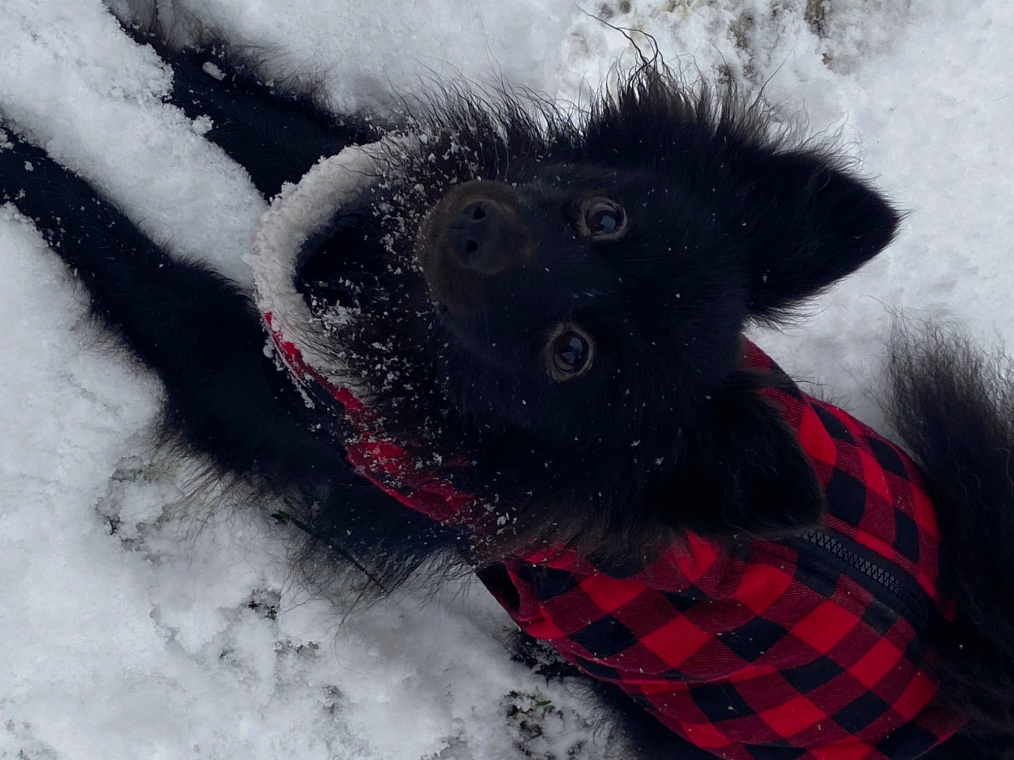 Pockette participe au concours pour gagner de l'argent avec cette photo : canidae, carmine, carnivore, collar, companion_dog, dog, dog_breed, dog_collar, dog_supply, freezing, fur, plaid, snout, snow, sporting_group, tartan, whiskers, window, winter, working_animal