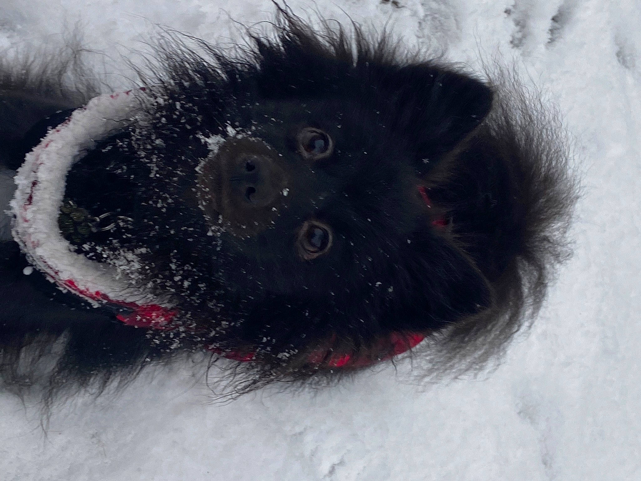 Pockette participe au concours pour gagner de l'argent avec cette photo : canidae, carnivore, claw, companion_dog, dog, dog_breed, felidae, freezing, fur, paw, small_to_medium_sized_cats, snout, snow, sporting_group, tail, whiskers, winter, working_animal
