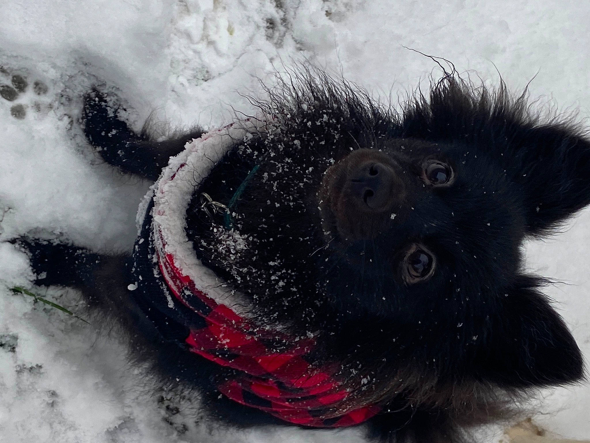 Pockette participe au concours pour gagner de l'argent avec cette photo : art, canidae, carmine, carnivore, companion_dog, dog, dog_breed, freezing, frost, fur, paw, slope, snout, snow, sporting_group, tail, whiskers, wildlife, winter, working_animal