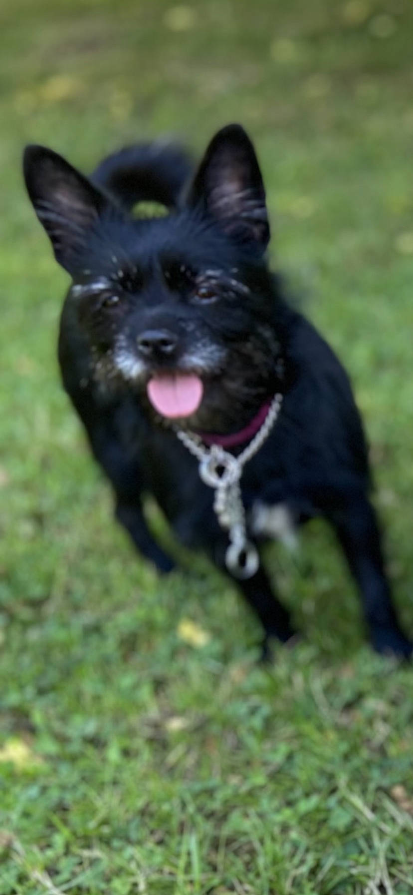 Happy a rejoint le concours — aidez-le/la à gagner de superbes lots ! canidae, carnivore, collar, companion_dog, dog, dog_breed, grass, non_sporting_group, sporting_group, working_animal, working_dog