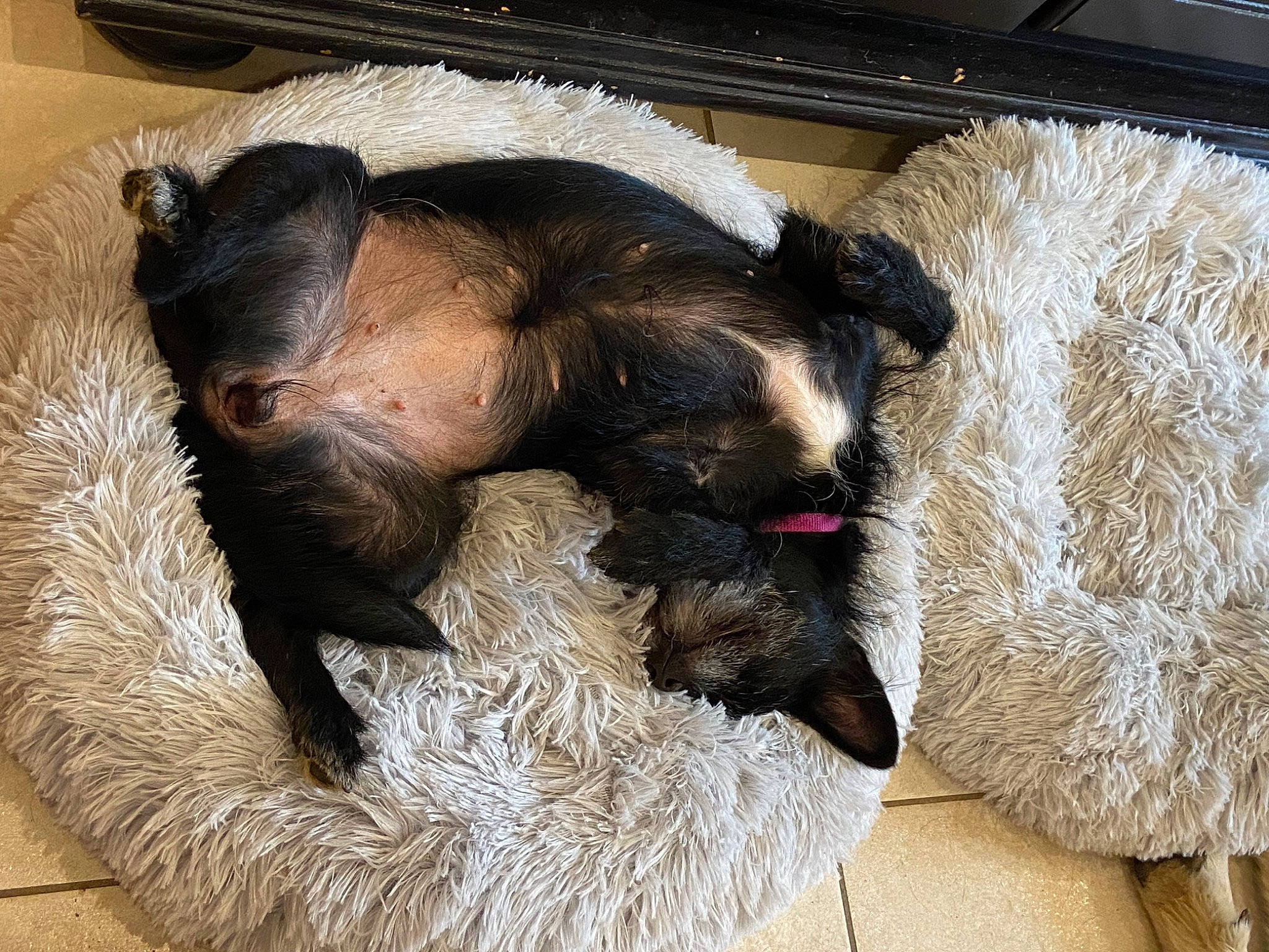 Happy a rejoint le concours — aidez-le/la à gagner de superbes lots ! canidae, carnivore, cat_bed, cat_supply, claw, comfort, companion_dog, dog_bed, dog_breed, fawn, felidae, liver, paw, pet_supply, small_to_medium_sized_cats, snout, sporting_group, tail, terrestrial_animal, whiskers