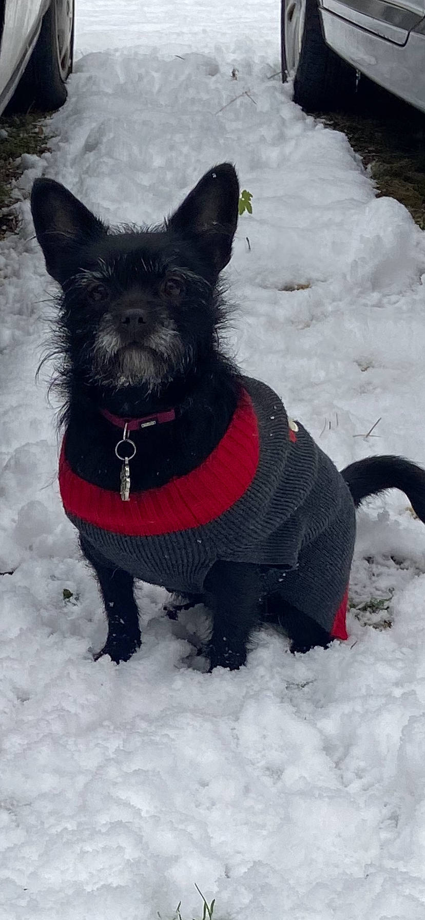 Happy a rejoint le concours — aidez-le/la à gagner de superbes lots ! canidae, carnivore, collar, companion_dog, dog, dog_breed, dog_clothes, dog_collar, dog_supply, felidae, freezing, fur, pet_supply, small_to_medium_sized_cats, snout, snow, sporting_group, tail, winter, working_animal