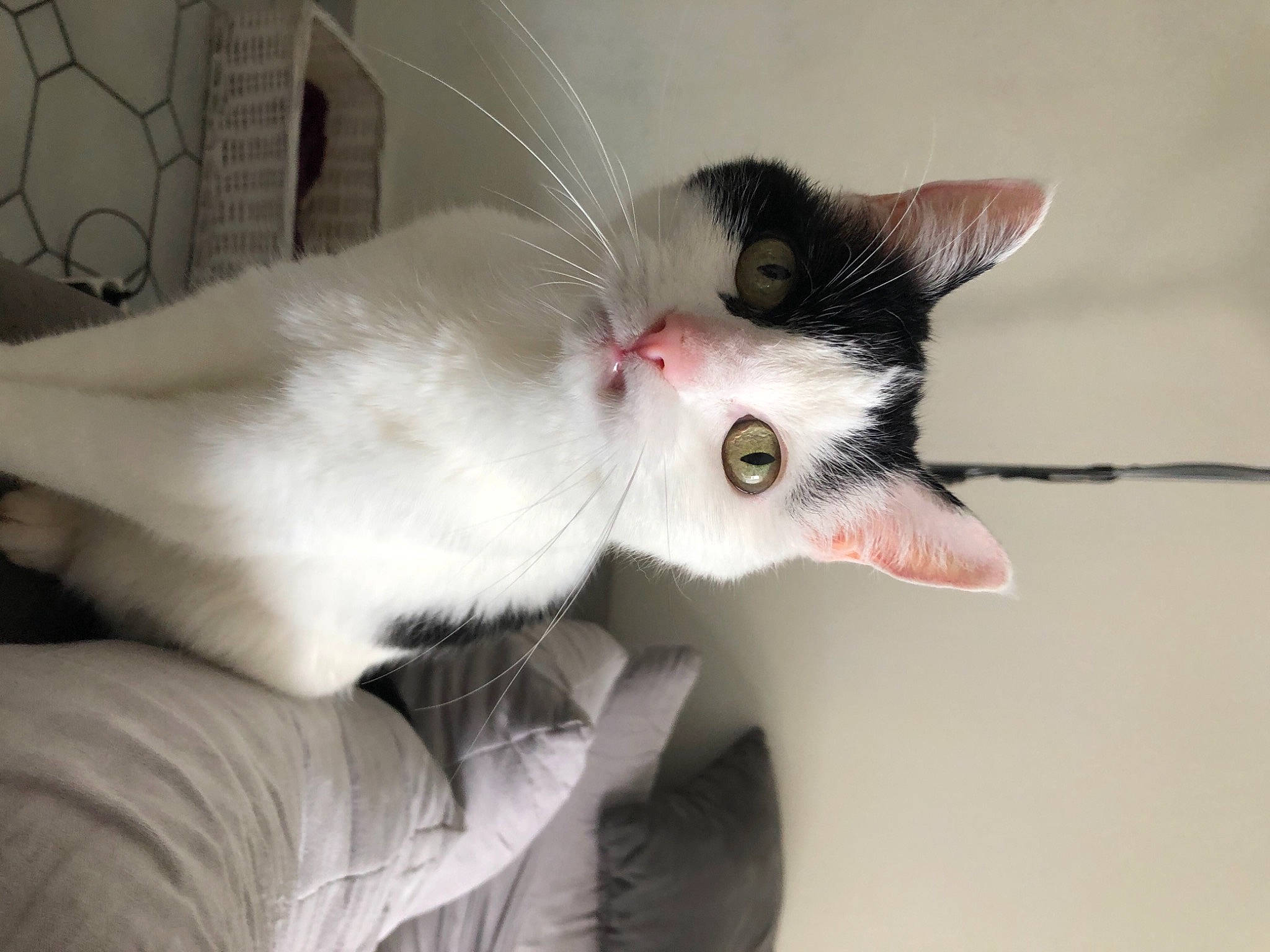 Caline a rejoint le concours — aidez-le/la à gagner de superbes lots ! aegean_cat, carnivore, cat, ear, eye, felidae, javanese, kitten, organ, oriental_longhair, small_to_medium_sized_cats, snout, turkish_angora, turkish_van, whiskers