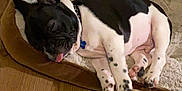 Hunter is registered to the contest to win money with this photo: dog, puppy, french_bulldog, sleeping, bed, plush_toy, indoor, wooden_floor, black_and_white, pet, canine, cute, tongue_out, resting, collar, cozy, animal, domestic, fur, relaxed