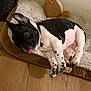 dog, puppy, french_bulldog, sleeping, bed, plush_toy, indoor, wooden_floor, black_and_white, pet, canine, cute, tongue_out, resting, collar, cozy, animal, domestic, fur, relaxed