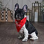 Hunter is registered to the contest to win money with this photo: french_bulldog, puppy, dog, bandana, red_bandana, holiday, christmas, gift, wrapped_present, candle, wooden_floor, indoor, pet, cute, small_dog, black_and_white, sitting, decor, festive, portrait