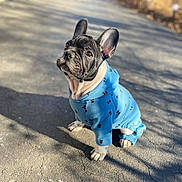 Hunter is registered to the contest to win money with this photo: dog, puppy, french_bulldog, blue_hoodie, clothing, outdoor, pavement, sunlight, shadow, curious, pet, cute, animal, sitting, young_dog, ears_up, daytime, small_dog, adorable, looking_up