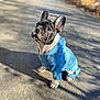 dog, puppy, french_bulldog, blue_hoodie, clothing, outdoor, pavement, sunlight, shadow, curious, pet, cute, animal, sitting, young_dog, ears_up, daytime, small_dog, adorable, looking_up