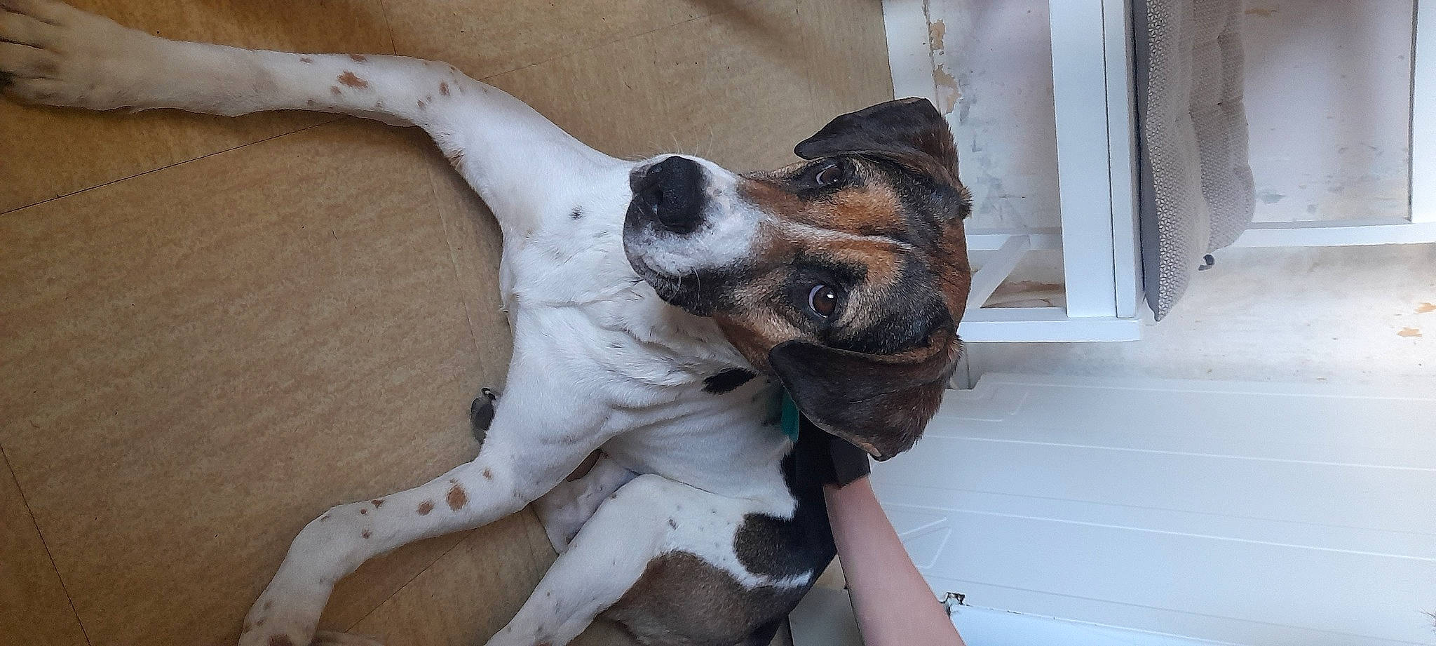 Fanny a rejoint le concours — aidez-le/la à gagner de superbes lots ! canidae, carnivore, collar, companion_dog, dog, dog_breed, dog_collar, fawn, fur, giant_dog_breed, guard_dog, non_sporting_group, paw, snout, sporting_group, street_dog, tail, whiskers, working_animal, working_dog