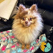 Leo joined the competition — help win amazing prizes! dog, pomeranian, fluffy, small_dog, brown_fur, long_hair, pointed_ears, portrait, sitting, looking_at_camera, pet, animal, indoors, blanket, colorful_blanket, leather_seat, cute, alert, furry, close_up