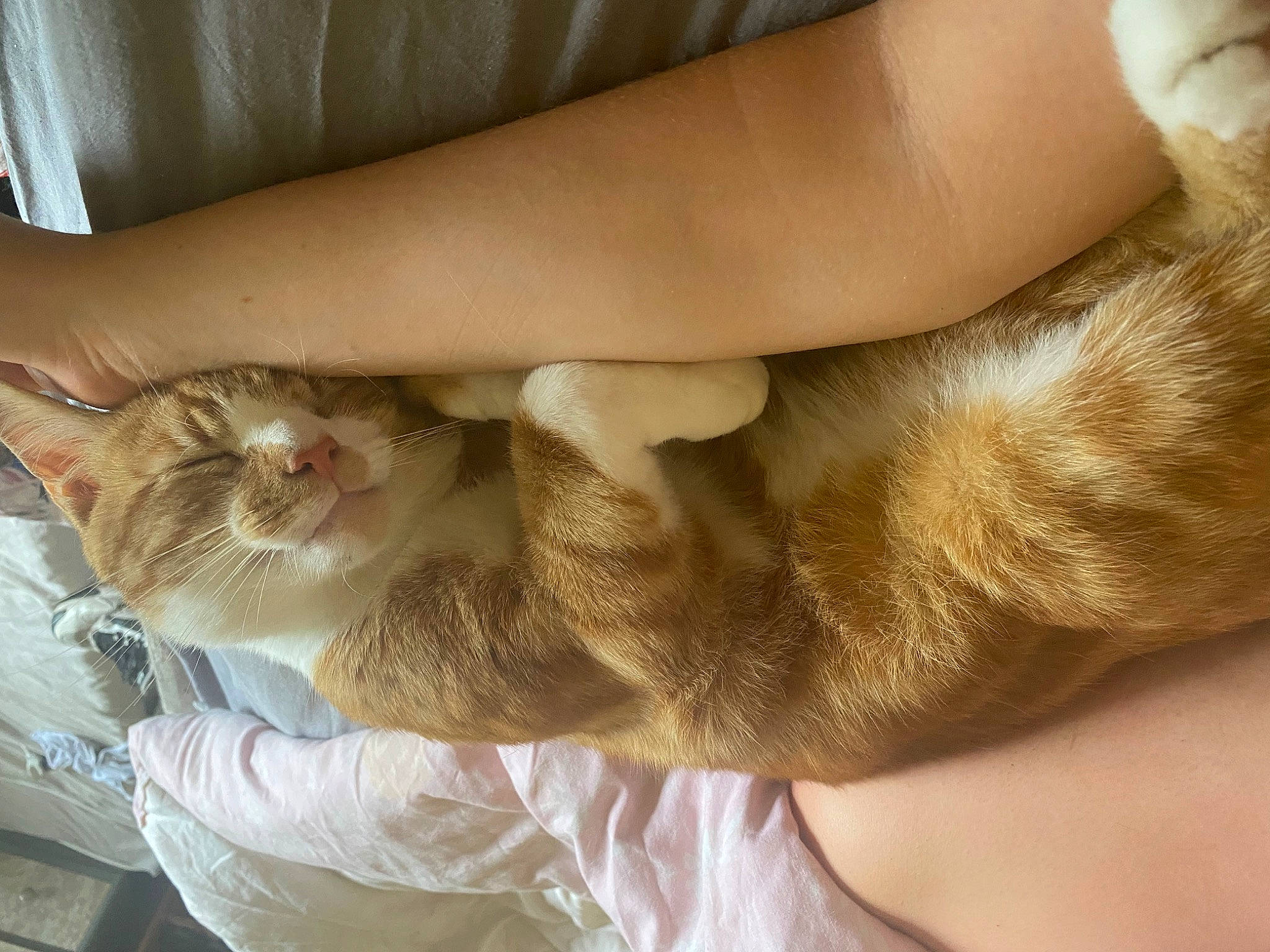 Miss Wulie is registered to the contest to win money with this photo: carnivore, cat, comfort, ear, elbow, fawn, felidae, finger, gesture, hand, human_body, human_leg, knee, leg, nail, small_to_medium_sized_cats, thigh, whiskers, wood, wrist