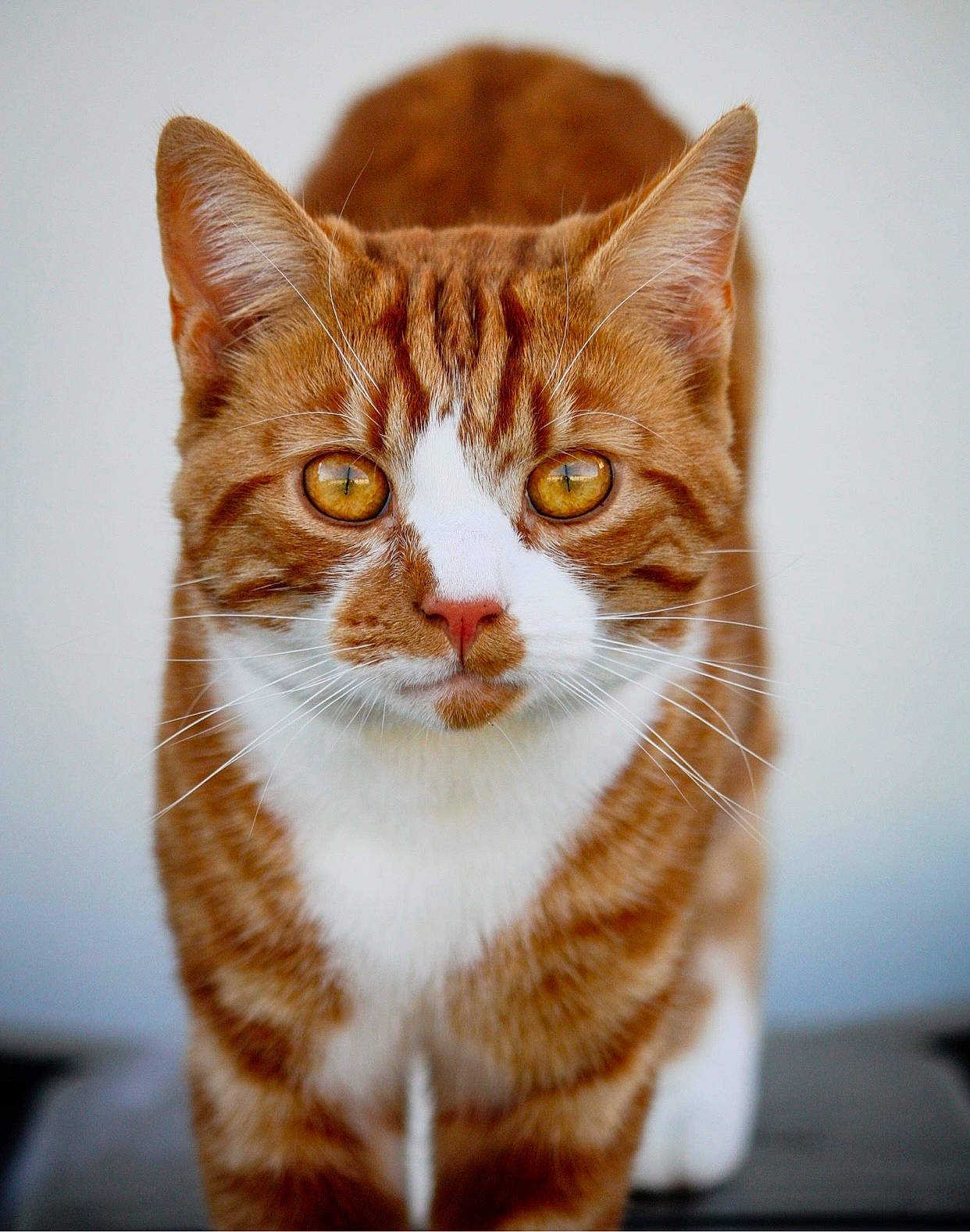 Miss Wulie joined the competition — help win amazing prizes! art, carnivore, cat, domestic_short_haired_cat, door, eye, fawn, felidae, fur, head, human_body, rectangle, small_to_medium_sized_cats, snout, tail, terrestrial_animal, visual_arts, whiskers, window