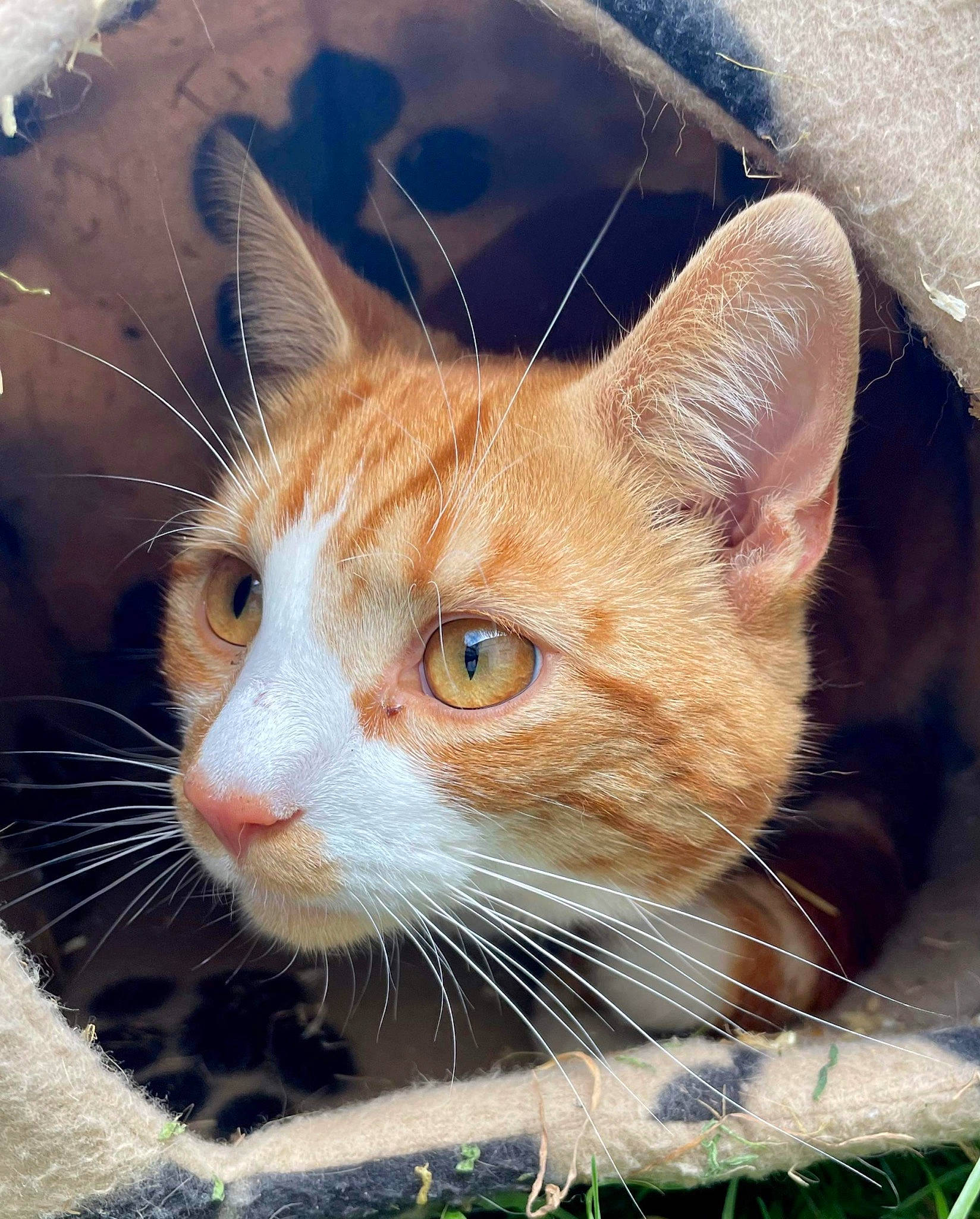 Miss Wulie is registered to the contest to win money with this photo: carnivore, cat, close_up, domestic_short_haired_cat, eye, fawn, felidae, fur, grass, head, human_body, iris, organ, plant, small_to_medium_sized_cats, snout, tail, tree, whiskers, window