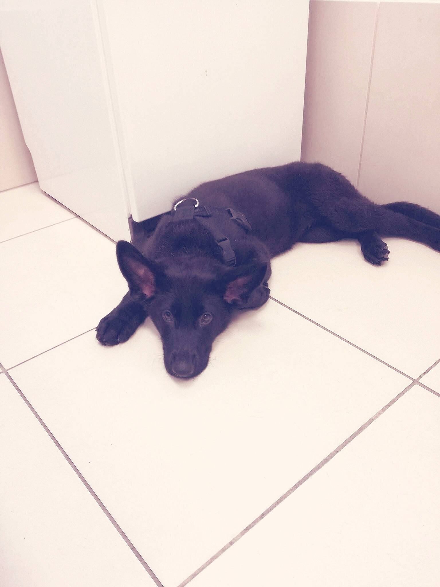 Maru participe au concours pour gagner de l'argent avec cette photo : beagador, black, borador, canidae, carnivore, companion_dog, dog, dog_breed, flat_coated_retriever, floor, flooring, formosan_mountain_dog, fur, patterdale_terrier, puppy, retriever, snout, sporting_group, tail, tile