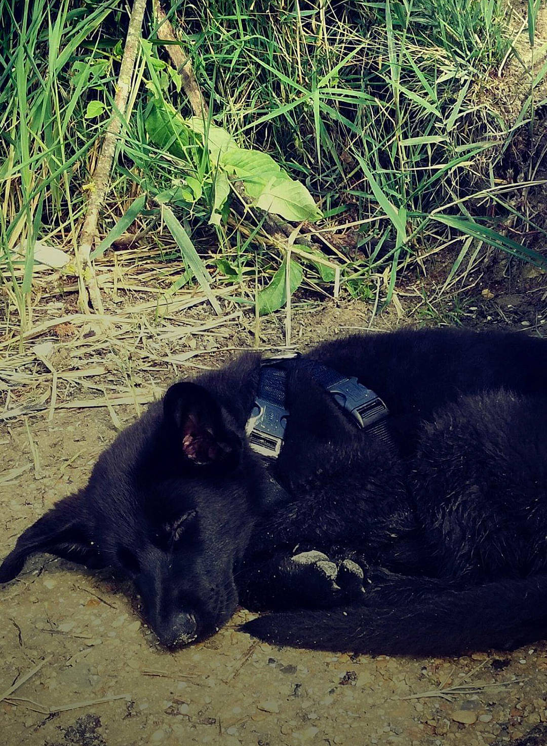 Maru a rejoint le concours — aidez-le/la à gagner de superbes lots ! carnivore, felidae, grass, terrestrial_animal, wildlife