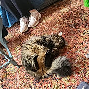 Tiger joined the competition — help win amazing prizes! carpet, casual, cat, chair, colorful, cozy, fluffy, footwear, furniture, home, indoor, legs, patterned, person, relaxed, resting, sitting, sneakers, tablecloth, textile