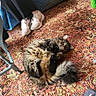 carpet, casual, cat, chair, colorful, cozy, fluffy, footwear, furniture, home, indoor, legs, patterned, person, relaxed, resting, sitting, sneakers, tablecloth, textile