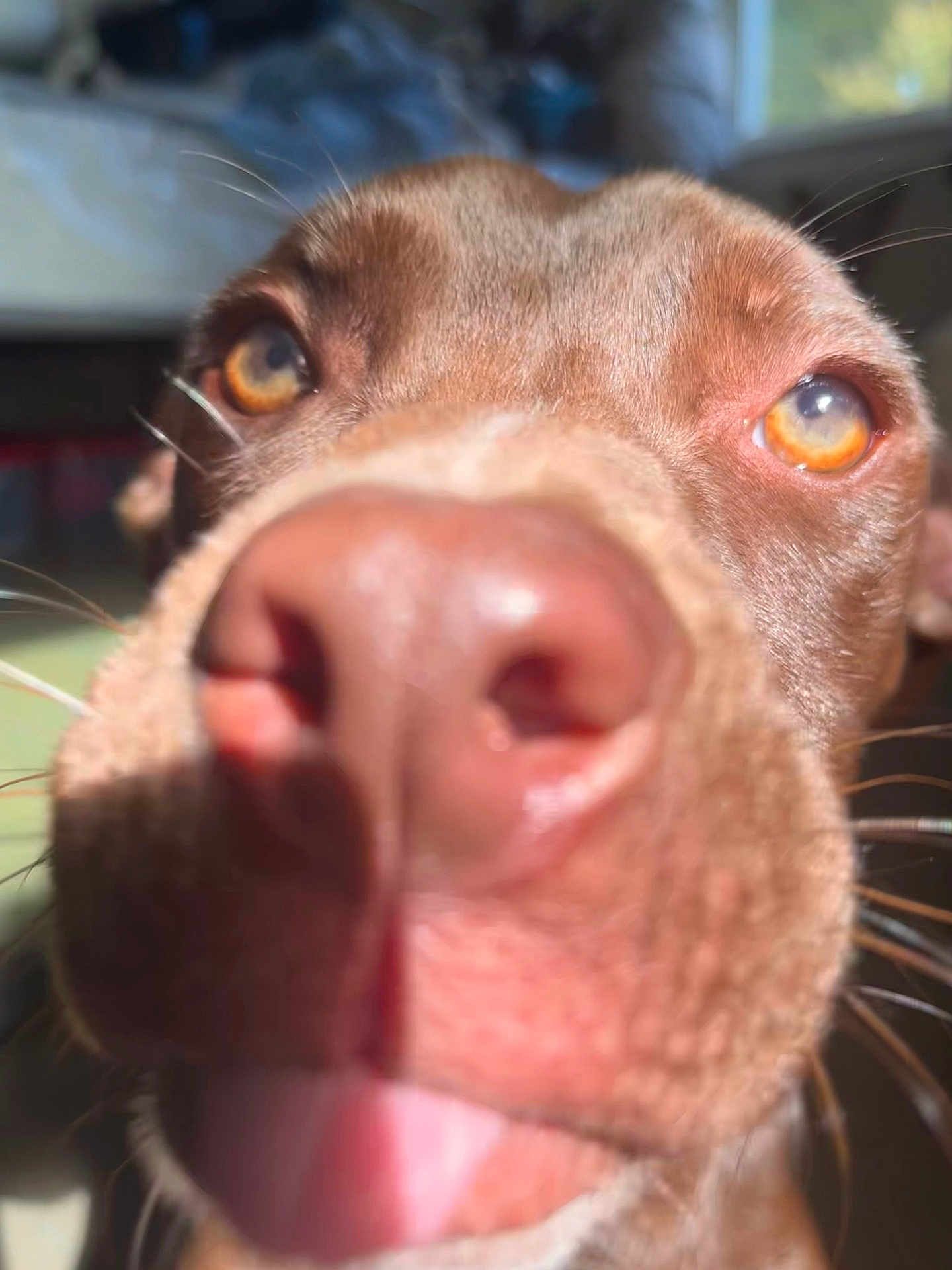 Onyx is registered to the contest to win money with this photo: dog, close_up, nose, snout, tongue, brown_fur, whiskers, eyes, golden_eyes, indoor, sunlight, portrait, pet, muzzle, canine, playful, macro, fur_texture, blurred_background, focused_foreground