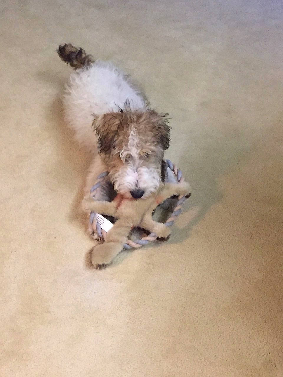 Nellie joined the competition — help win amazing prizes! canidae, carnivore, dog, dog_breed, fox_terrier, mammal, petit_basset_griffon_vendeen, puppy, schnoodle, sporting_lucas_terrier, terrier, wire_hair_fox_terrier