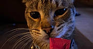 Milo is registered to the contest to win money with this photo: animal, brown_fur, candy_wrapper, cat, chocolate_bar, close_up, dim_lighting, ears, eyes, feline, fur, hand, indoor, nose, pet, portrait, snacking, tabby_cat, warm_lighting, whiskers