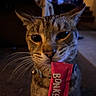 cat, tabby_cat, feline, pet, animal, close_up, portrait, whiskers, ears, eyes, nose, fur, brown_fur, indoor, dim_lighting, warm_lighting, chocolate_bar, candy_wrapper, hand, snacking