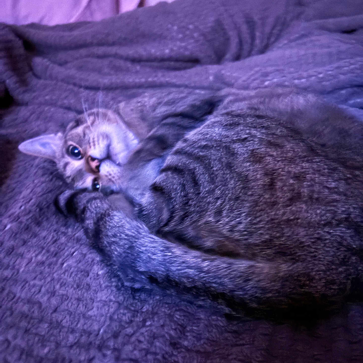 Milo