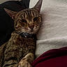 Milo joined the competition — help win amazing prizes! animal, bell, brown, cat, close_up, collar, ears, feline, fur, indoor, lying_down, paws, pet, pillow, portrait, relaxed, serious, striped, tabby, whiskers