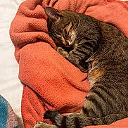 Milo joined the competition — help win amazing prizes! animal, bed, blanket, cat, closed_eyes, coral, cozy, curled_up, indoors, nap, paws, pet, relaxed, resting, sleeping, soft, striped_fur, tabby, tail, whiskers