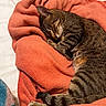 cat, tabby, sleeping, curled_up, pet, animal, bed, blanket, coral, cozy, indoors, nap, resting, closed_eyes, whiskers, paws, tail, striped_fur, soft, relaxed