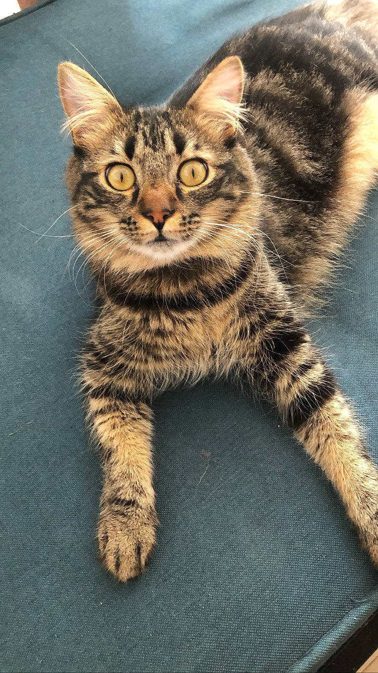 Spider participe au concours pour gagner de l'argent avec cette photo : carnivore, cat, claw, domestic_short_haired_cat, felidae, fur, paw, small_to_medium_sized_cats, snout, tail, terrestrial_animal, whiskers, wildlife