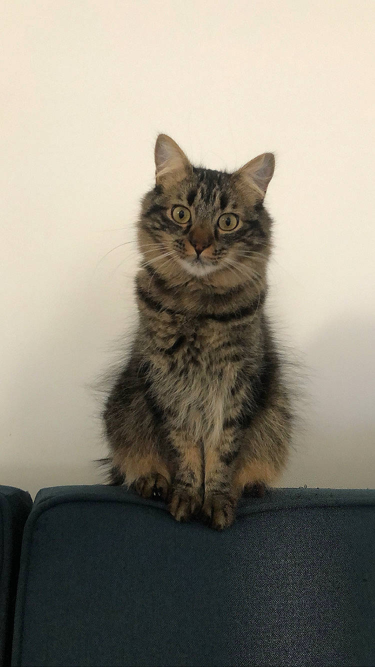 Spider participe au concours pour gagner de l'argent avec cette photo : british_longhair, carnivore, cat, chair, claw, domestic_short_haired_cat, felidae, flooring, fur, grey, maine_coon, paw, siberian, sitting, small_to_medium_sized_cats, tail, terrestrial_animal, whiskers, wood