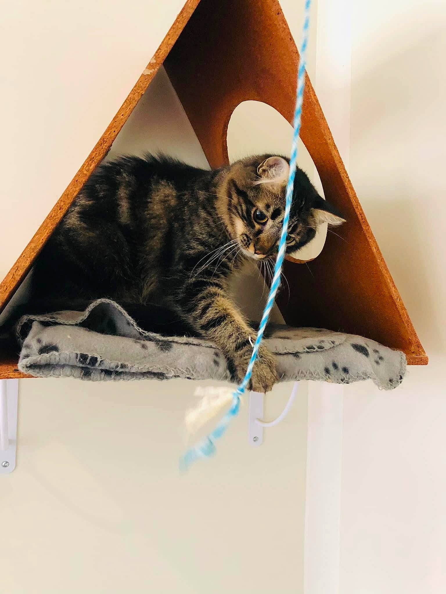 Spider a rejoint le concours — aidez-le/la à gagner de superbes lots ! cardboard, carnivore, cat, comfort, domestic_short_haired_cat, felidae, fur, paper, paper_product, rectangle, room, small_to_medium_sized_cats, stairs, tail, whiskers, wood
