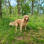 Tina a rejoint le concours — aidez-le/la à gagner de superbes lots ! dog, golden_retriever, grass, trees, forest, outdoor, nature, canine, pet, animal, greenery, sunlight, summer, happy, tongue_out, standing, leaves, woods, daytime, scenery