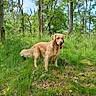 dog, golden_retriever, grass, trees, forest, outdoor, nature, canine, pet, animal, greenery, sunlight, summer, happy, tongue_out, standing, leaves, woods, daytime, scenery