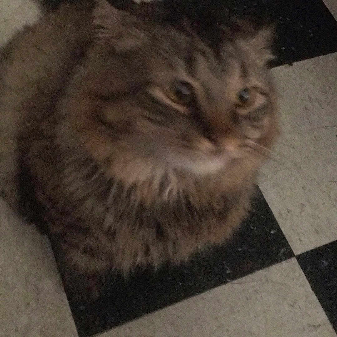 Fluffy joined the competition — help win amazing prizes! animal, black_and_white, blurred, brown, cat, checkered_floor, curious, domestic_cat, ears, feline, floor, fluffy, fur, indoor, looking_up, mammal, pet, sitting, tabby, whiskers