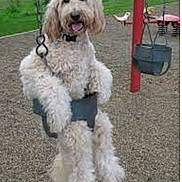 Handrew joined the competition — help win amazing prizes! dog, swing, playground, grass, pet, outdoor, happy, animal, furry, park, fun, leisure, summer, play, canine, tongue_out, seat, chain, daytime, nature