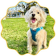 Jessie joined the competition — help win amazing prizes! dog, happy, outdoor, grass, park, harness, pet, canine, nature, playground, sunny, smiling, fur, animal, daylight, greenery, leisure, cute, friendly, portrait