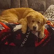 Buddy joined the competition — help win amazing prizes! animal, blanket, brown, canine, comfort, couch, dog, fabric, face, fur, golden_retriever, home, indoor, pattern, paw, pet, pillow, relaxed, resting, tongue_out