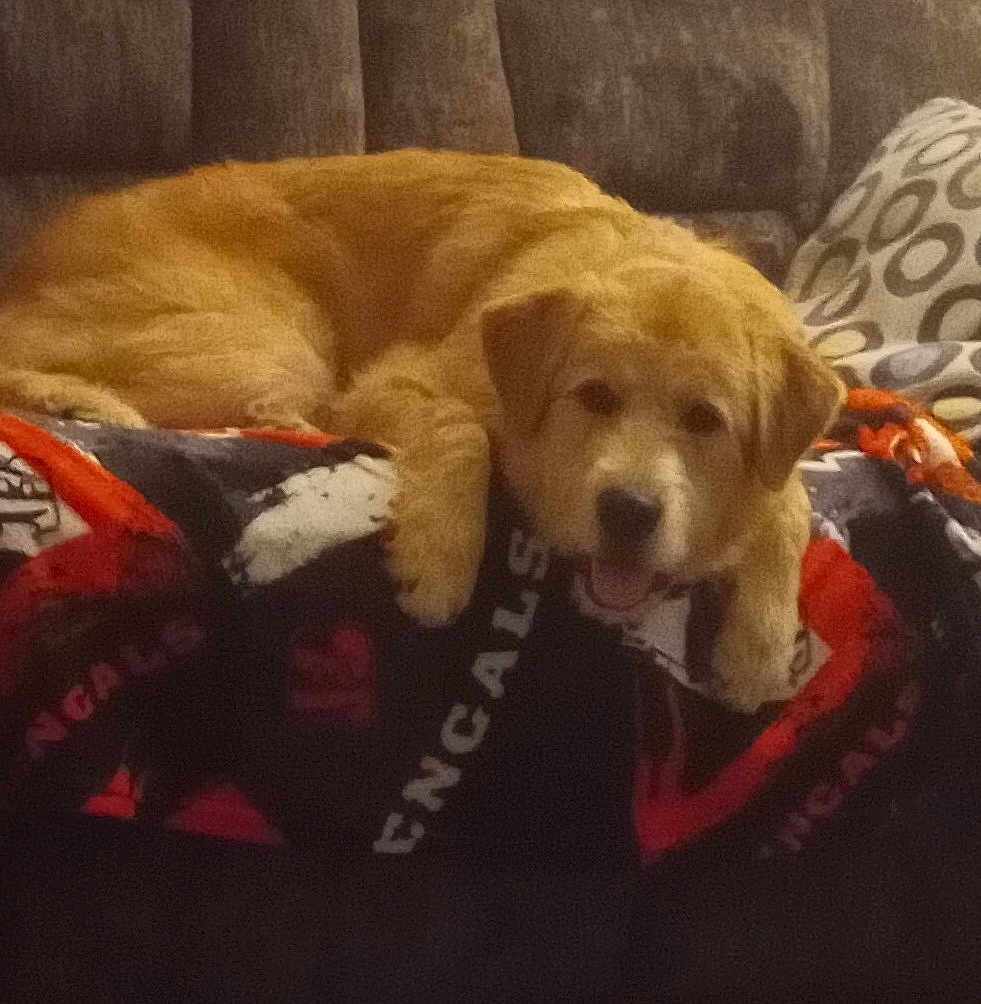Buddy