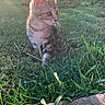 kitten, cat, grass, sunlight, outdoor, brick_wall, pet, young_animal, nature, curious, daylight, shadow, whiskers, ears, small_animal, cute, animal_in_grass, sunflare, exploring, backyard