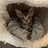kitten, cat, pet, animal, fur, eyes, whiskers, cozy, blanket, soft, cute, indoor, resting, small, young, tabby, paw, feline, warm, nest