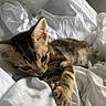 Circe is registered to the contest to win money with this photo: kitten, cat, tabby, pet, animal, bed, blanket, white, fur, cute, young, sleepy, indoors, paw, whiskers, relaxing, small, soft, cozy, domestic